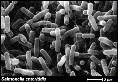 Patogénne baktérie z čelade Enterobacteriaceae